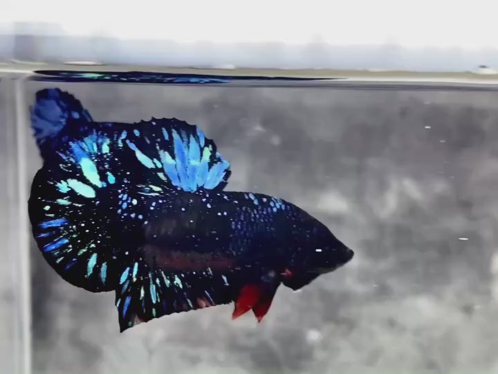 Rare Avatar Betta Fish