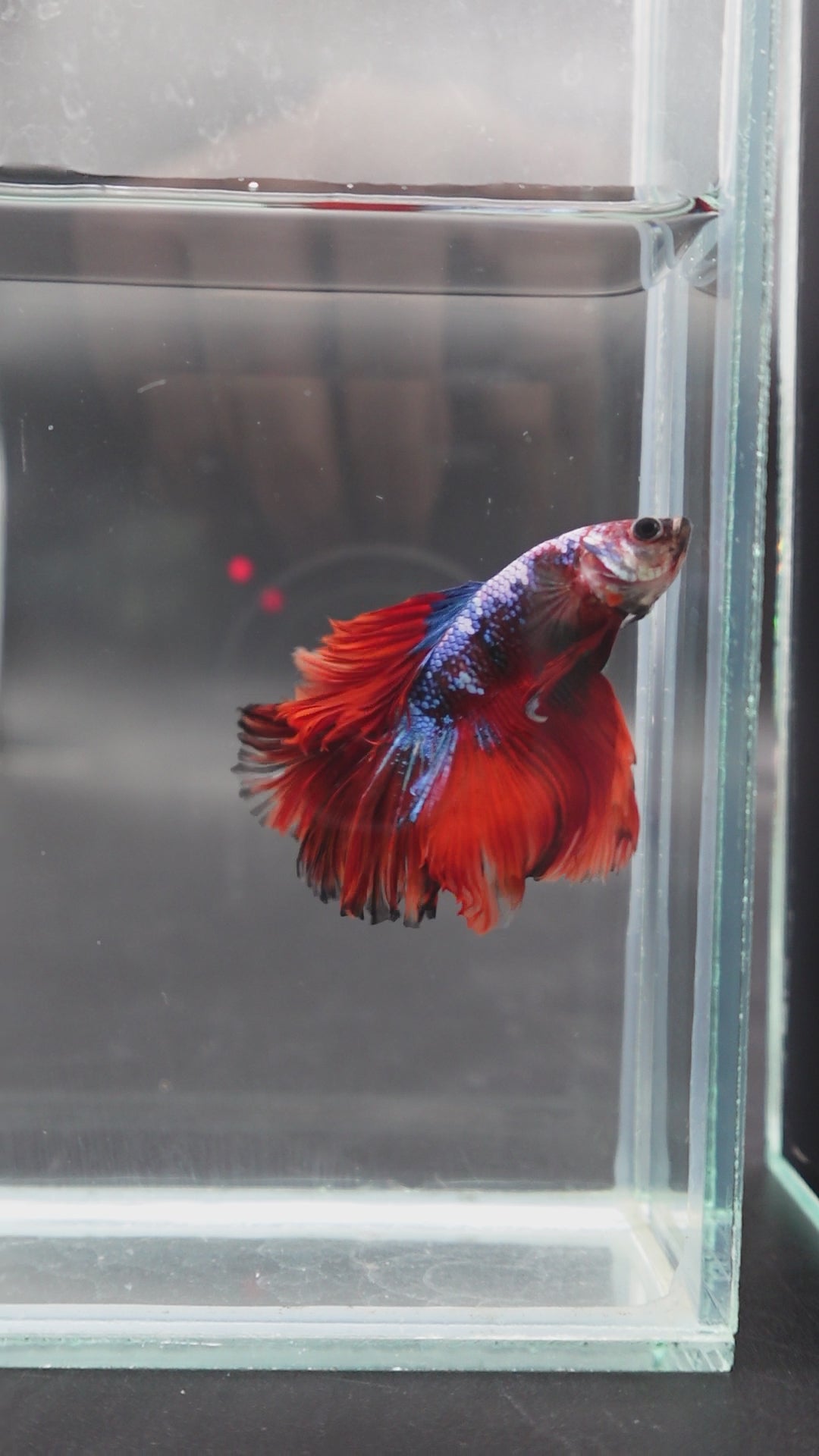 Rare Halfmoon Multicolors Betta Fish