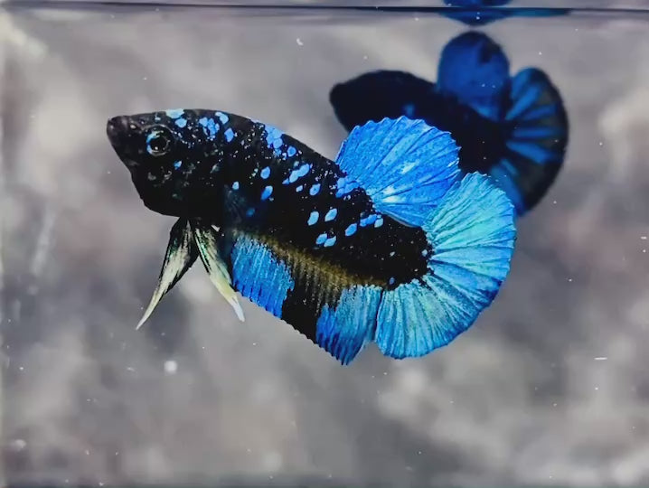 Rare Avatar Betta Fish