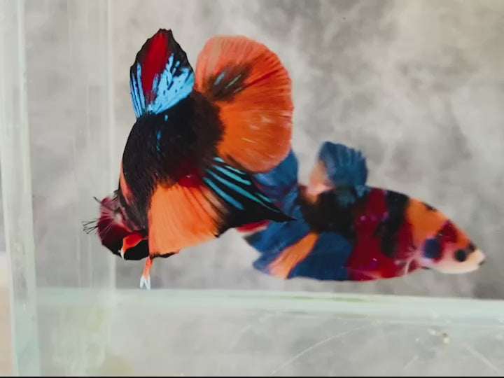 Rare Koi Multicolors Betta Fish