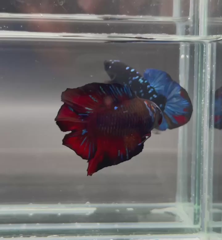 Competition Red Devil Double Tail Betta Fish