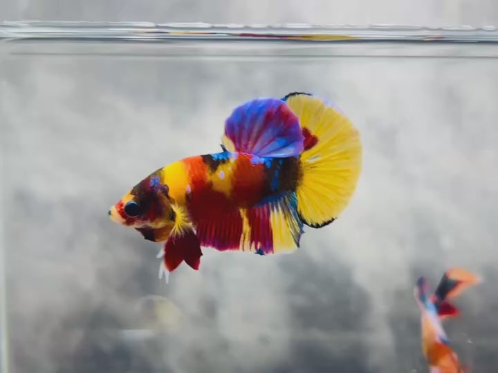 Rare Pair Koi Multicolors Betta Fish