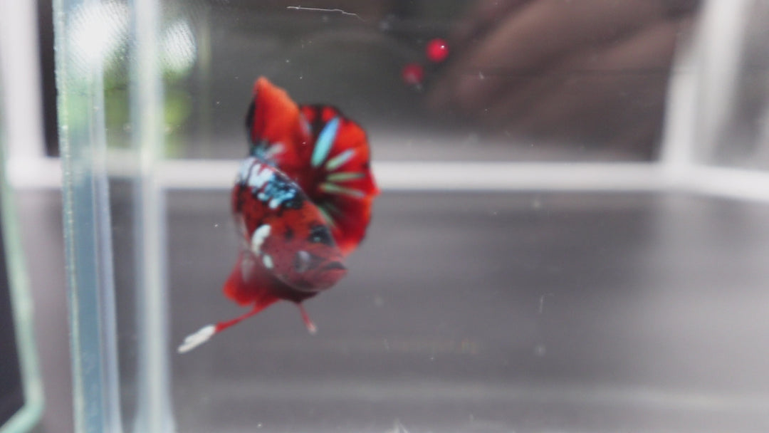 Rare Koi Multicolors Betta Fish