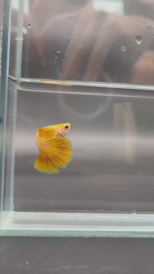 Rare Halfmoon Yellow Betta Fish