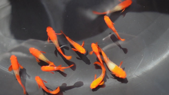 Albino Tuxedo Red Koi Red Ear Guppy Fish