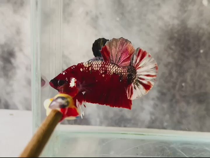 Rare Red Copper Betta Fish