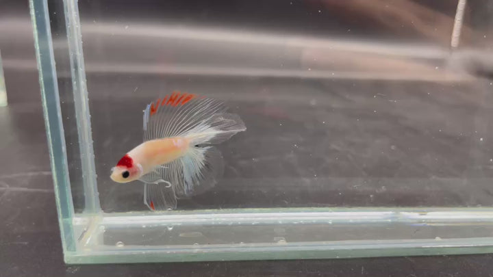 Competition Fullmoon Tanjo Betta Fish