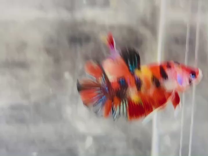 Rare Koi Multicolors Betta Fish