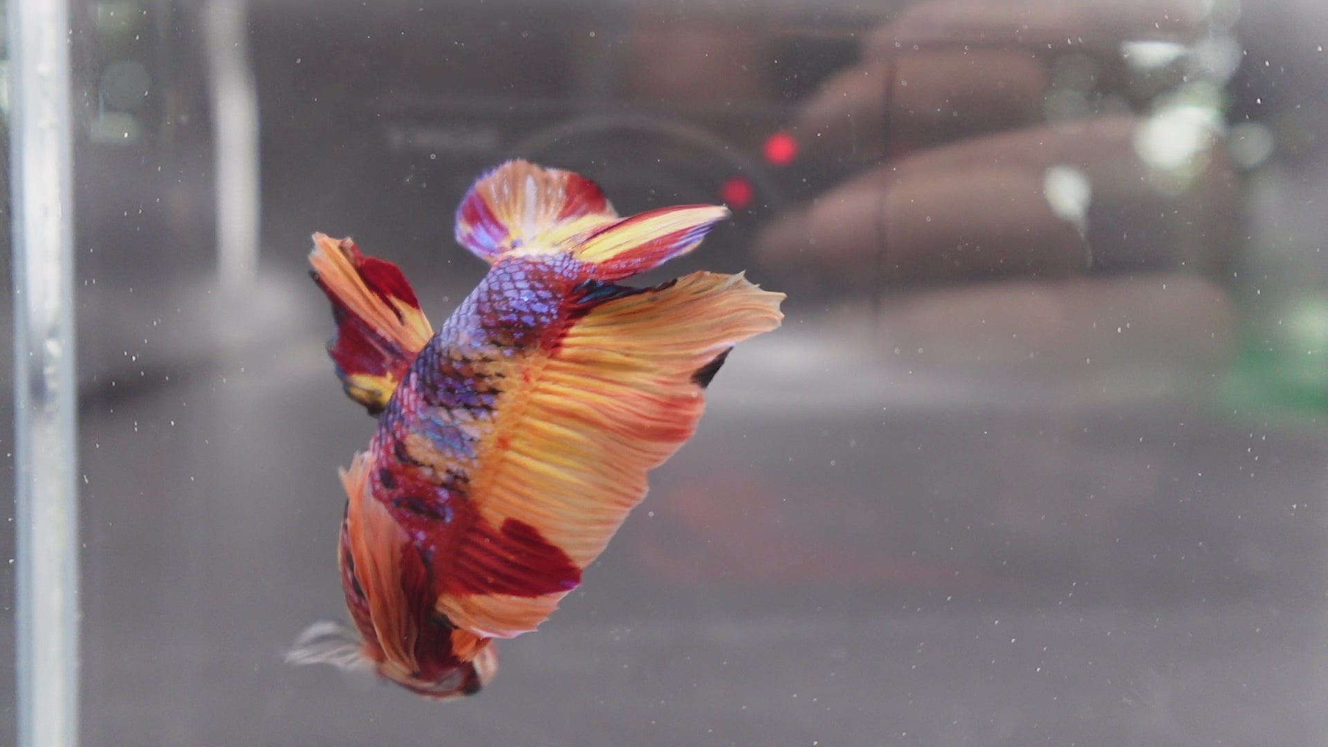 Rare Giant Multicolors Betta Fish