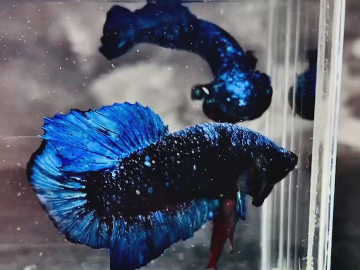 Rare Avatar Betta Fish
