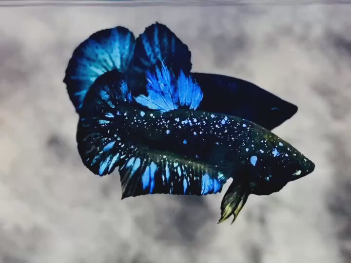 Rare Avatar Betta Fish