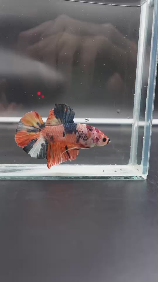 Rare Giant Multicolors Betta Fish