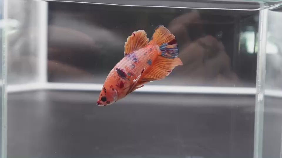 Rare Giant Multicolors Betta Fish