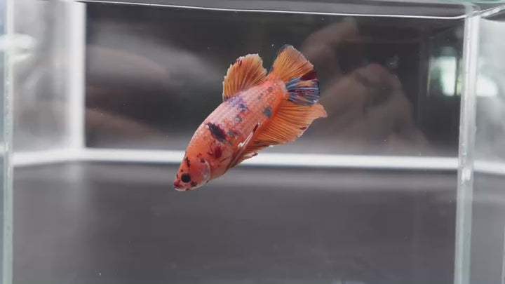Rare Giant Multicolors Betta Fish