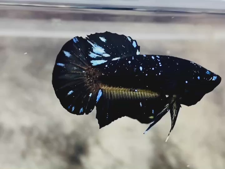 Rare Avatar Betta Fish