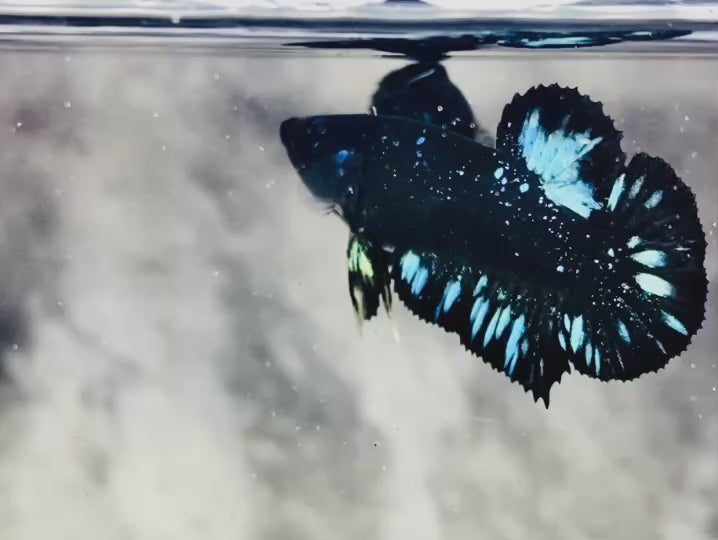 Rare Avatar Betta Fish
