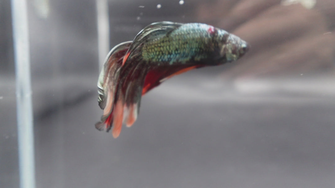 Rare Giant Halfmoon Red Copper Betta Fish