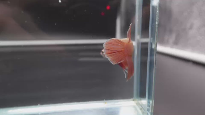 Rare Cherry Blossom Betta Fish