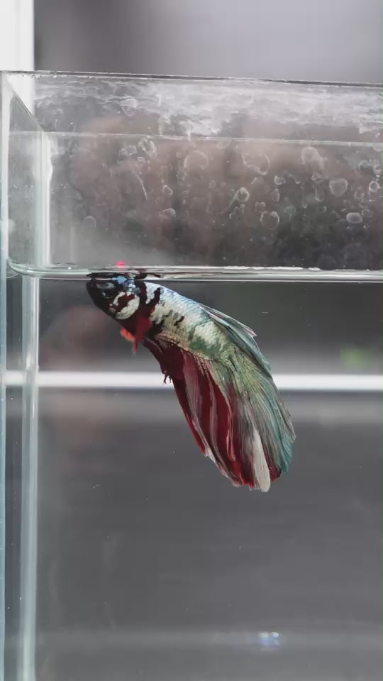 Rare Halfmoon Multicolors Betta Fish