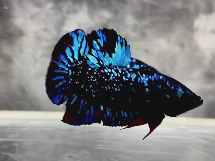 Rare Avatar Betta Fish