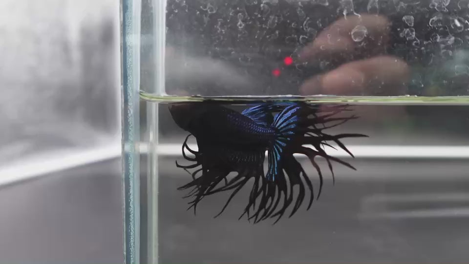 Rare King Crowntail Betta Fish
