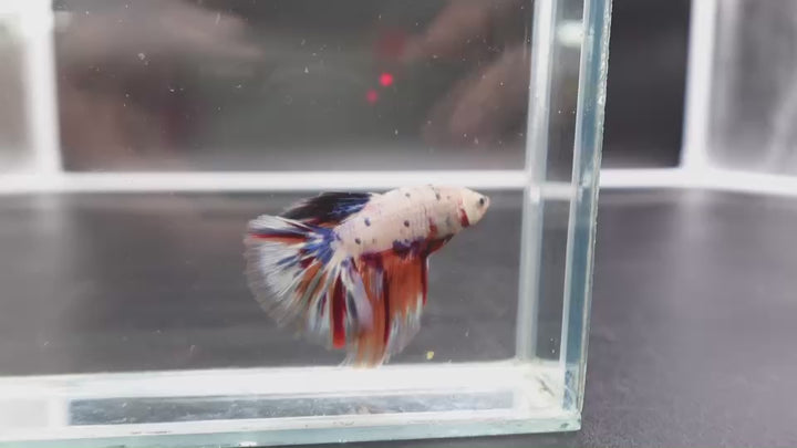 Rare Halfmoon Multicolors Betta Fish