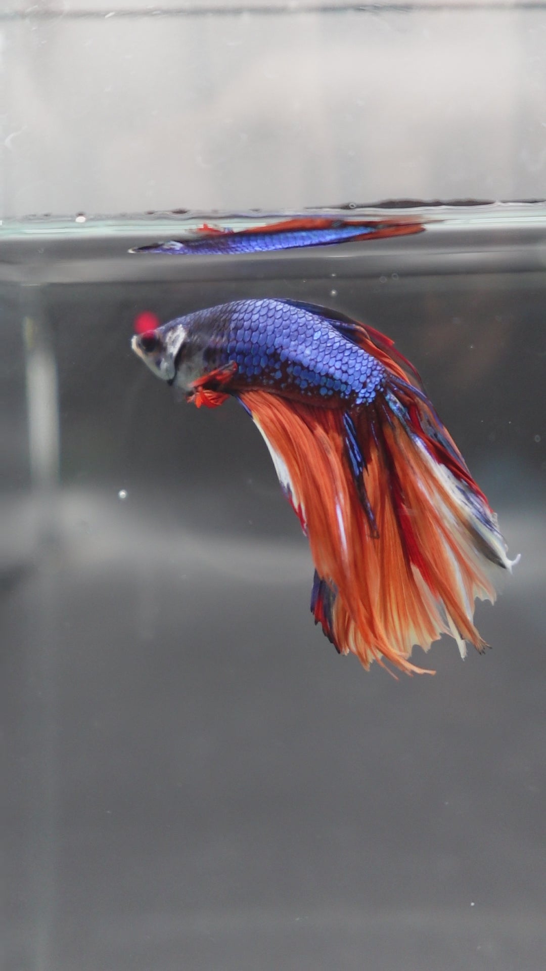 Rare Halfmoon Multicolors Betta Fish