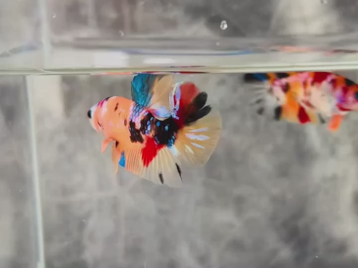 Rare Pair Koi Multicolors Betta Fish