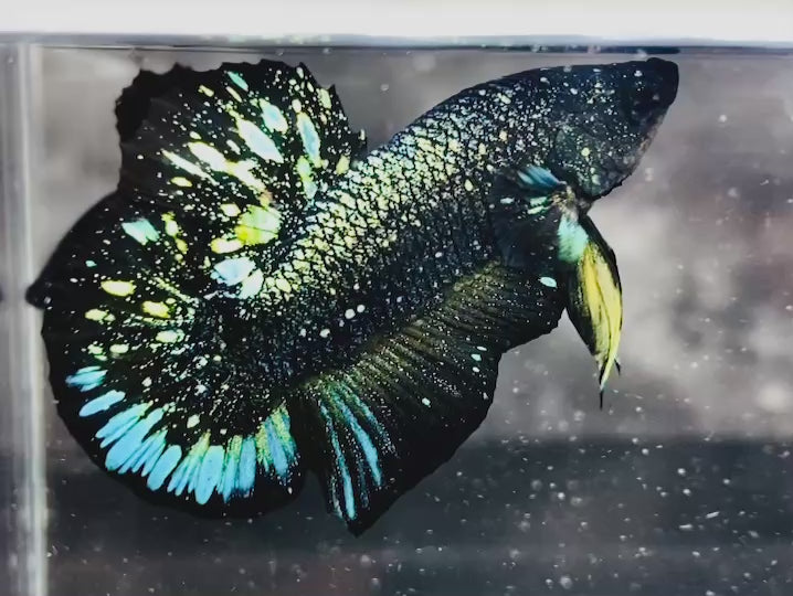 Rare Nebula Gold Betta Fish