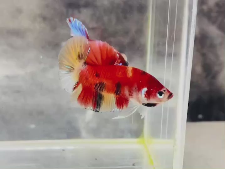 Rare Koi Multicolors Betta Fish