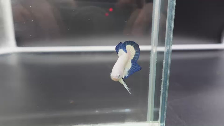 Competition grade - Blue Marble Betta Fish