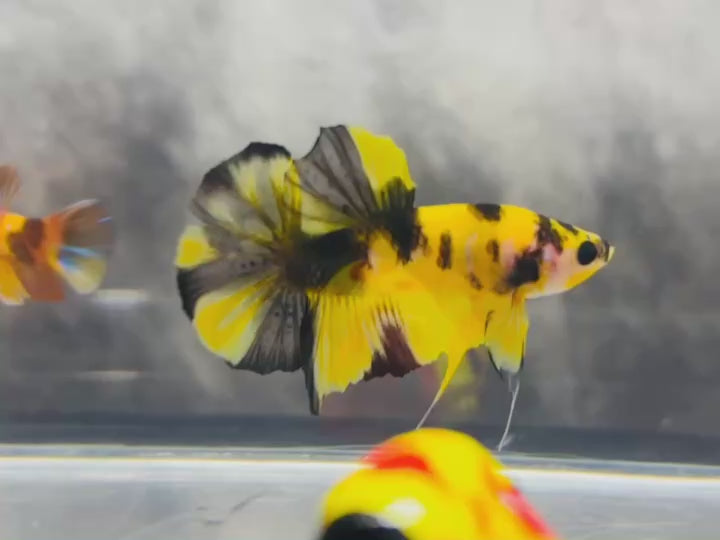 Rare Pair Koi Multicolors Betta Fish