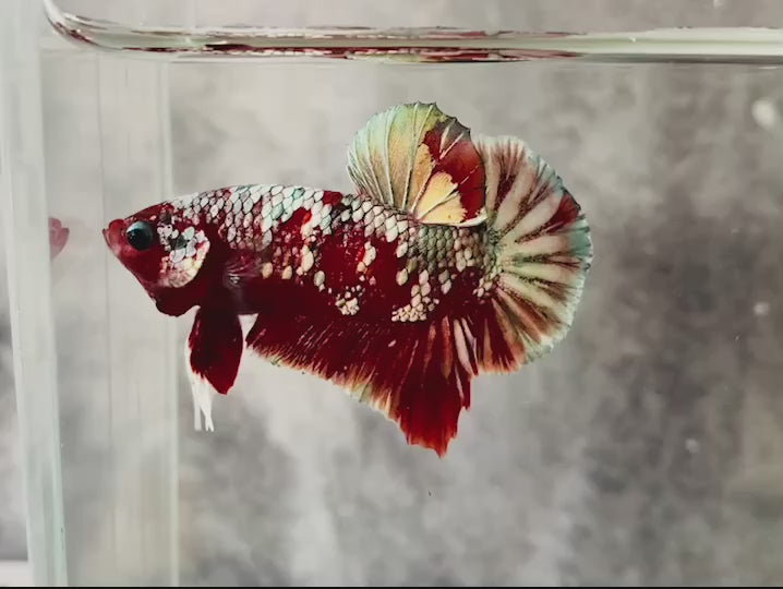 Rare Red Copper Betta Fish