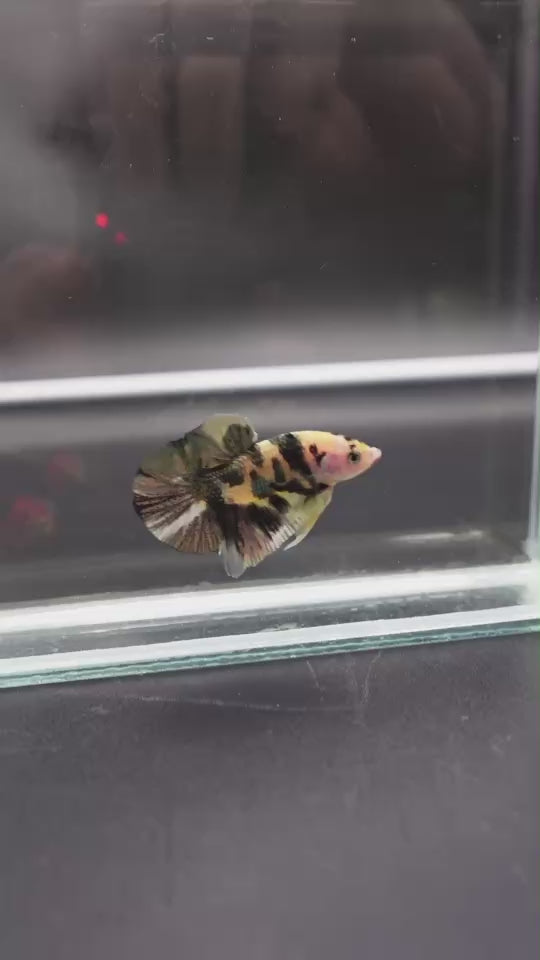 Competition grade - Koi Copper Betta Fish