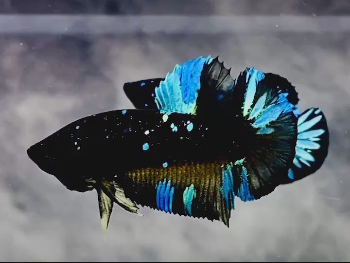 Rare Avatar Betta Fish