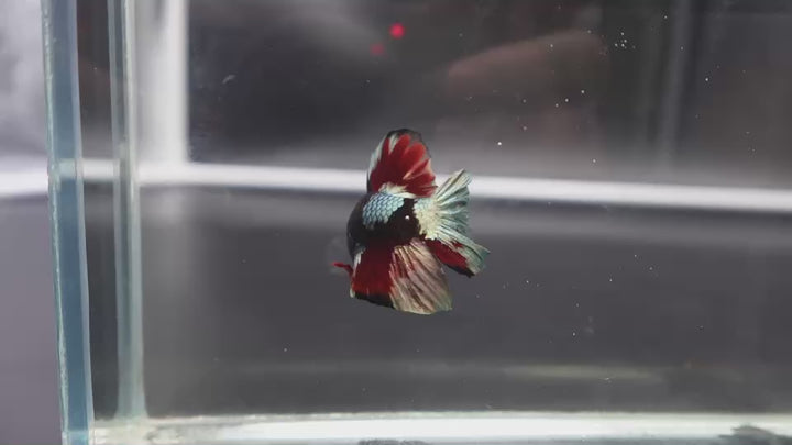 Competition grade - Koi Black Copper Betta Fish