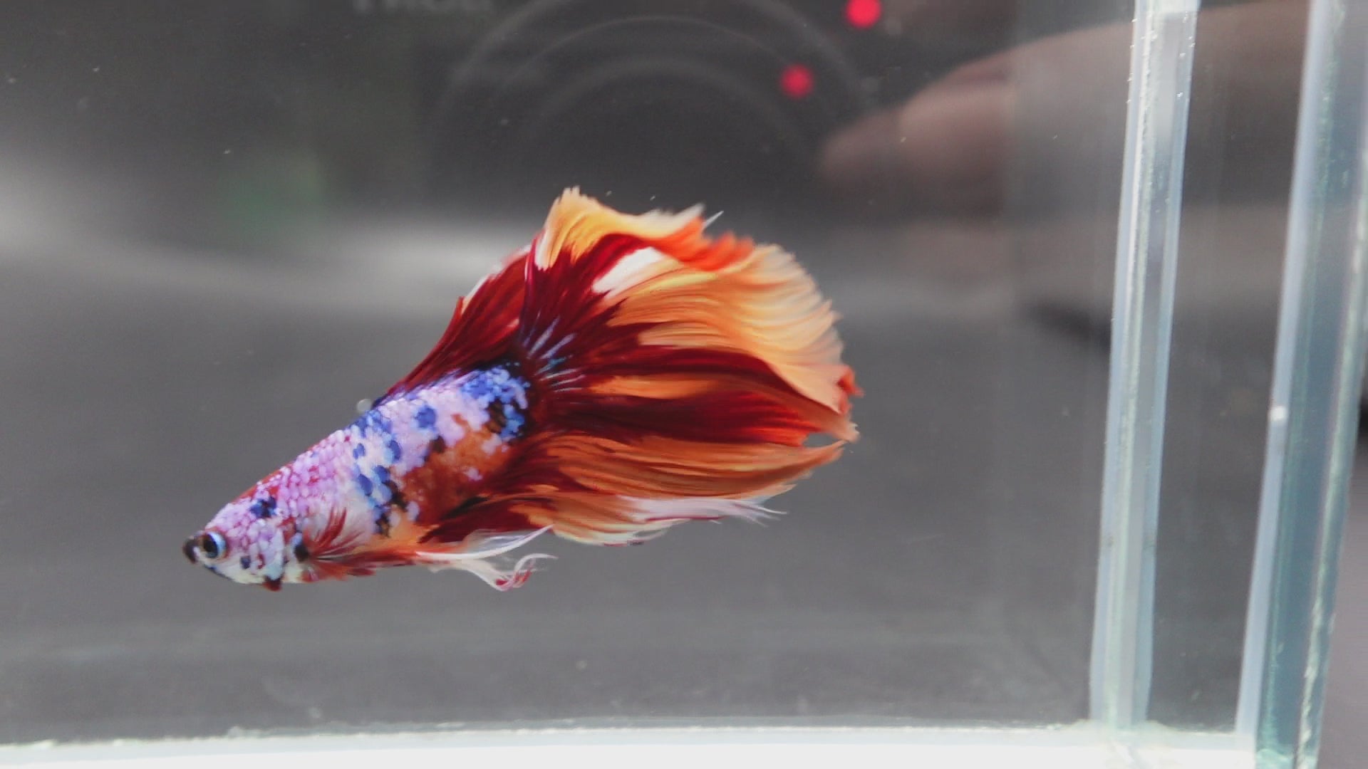 Rare Halfmoon Multicolors Betta Fish