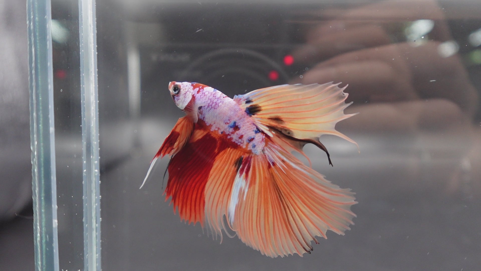 Rare Halfmoon Multicolors Betta Fish