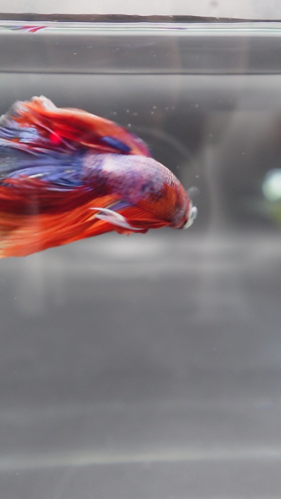 Rare Halfmoon Multicolors Betta Fish