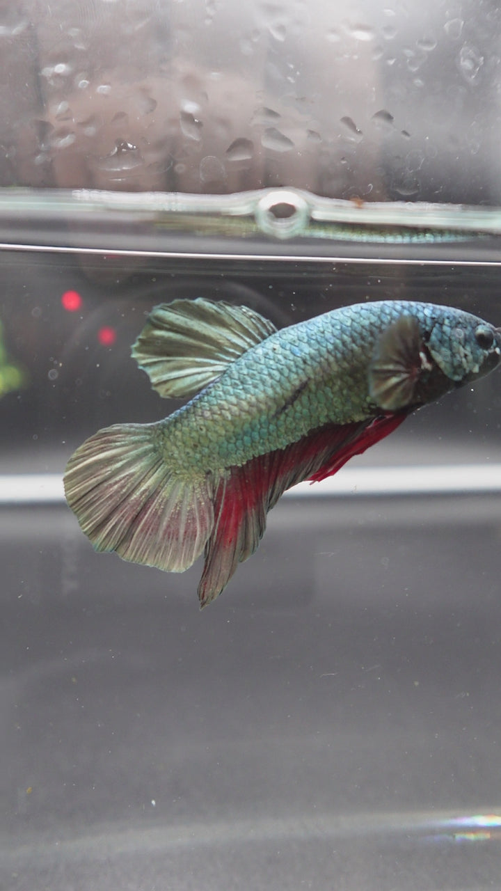 Rare Giant Multicolors Betta Fish