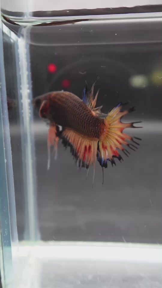 Rare CTPK Koi Betta Fish