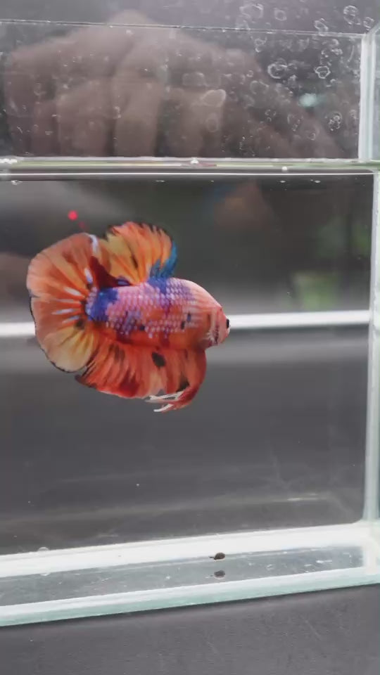 Rare Giant Multicolors Betta Fish