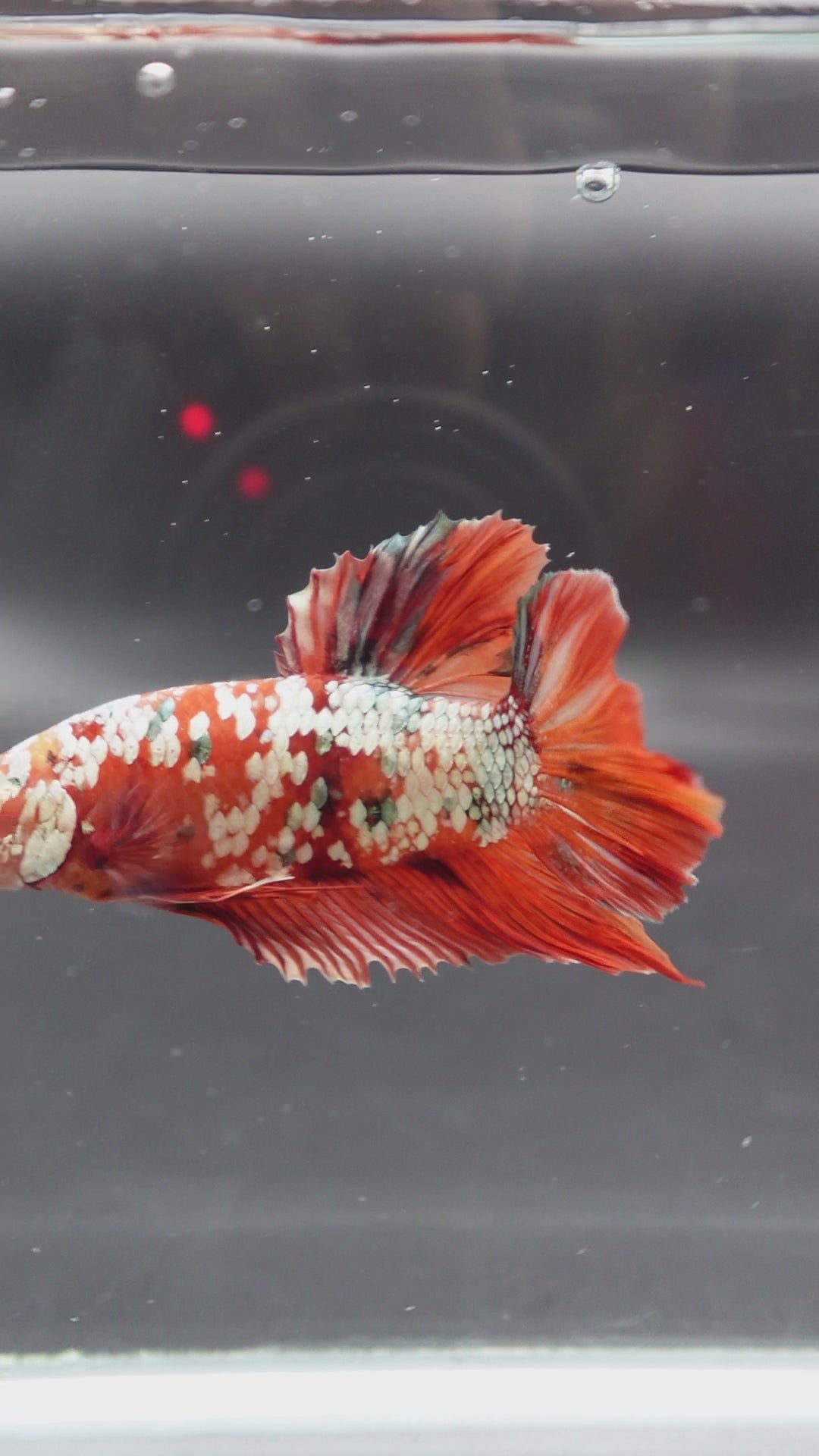 Rare Giant Red Copper Betta Fish