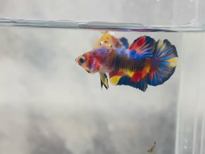 Rare Koi Multicolors Betta Fish