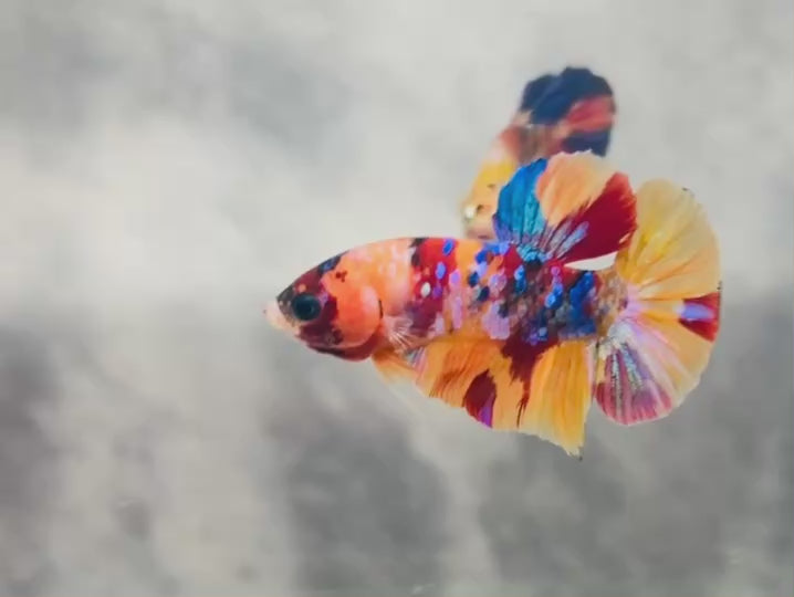 Rare Koi Multicolors Betta Fish
