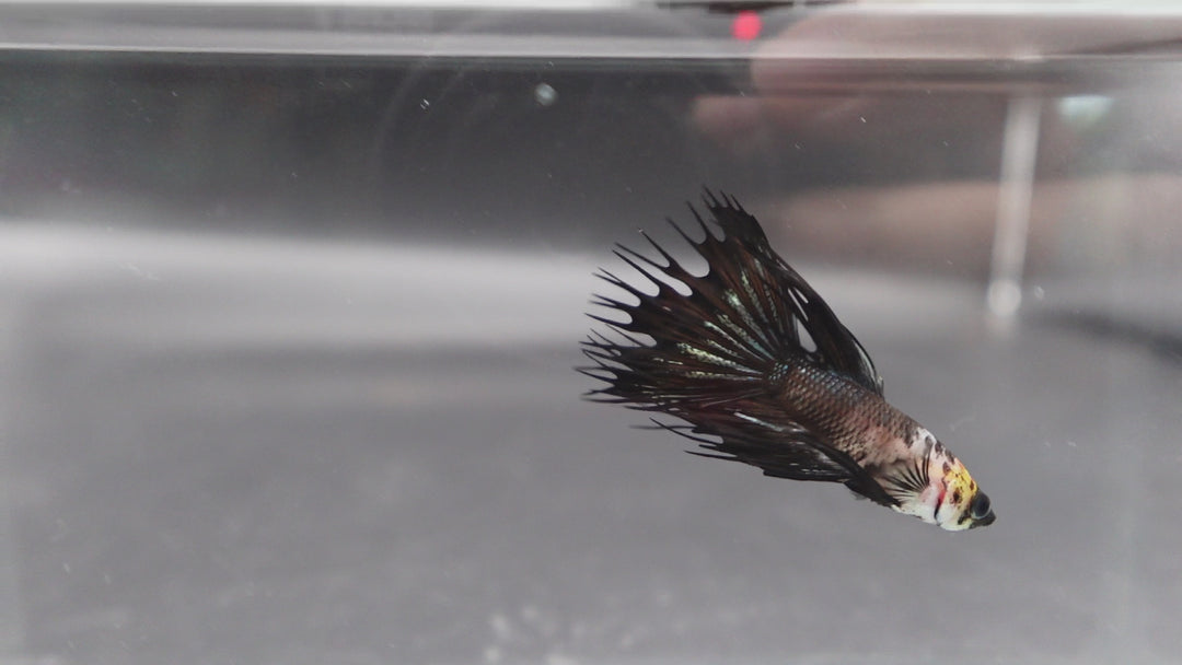 Competition grade - Crowntail Cow Pattern Betta Fish