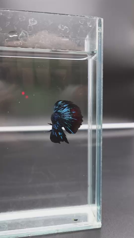 Rare Avatar Betta Fish