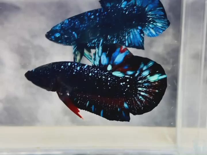 Rare Avatar Betta Fish