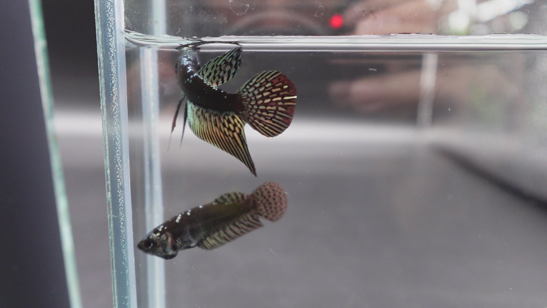Rare Pair Alien Samurai Copper Betta Fish