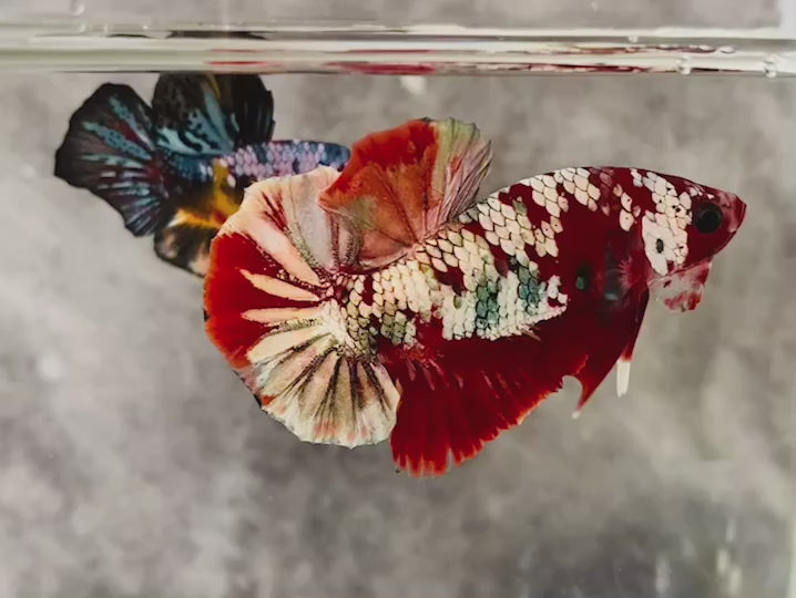 Rare Red Copper Betta Fish